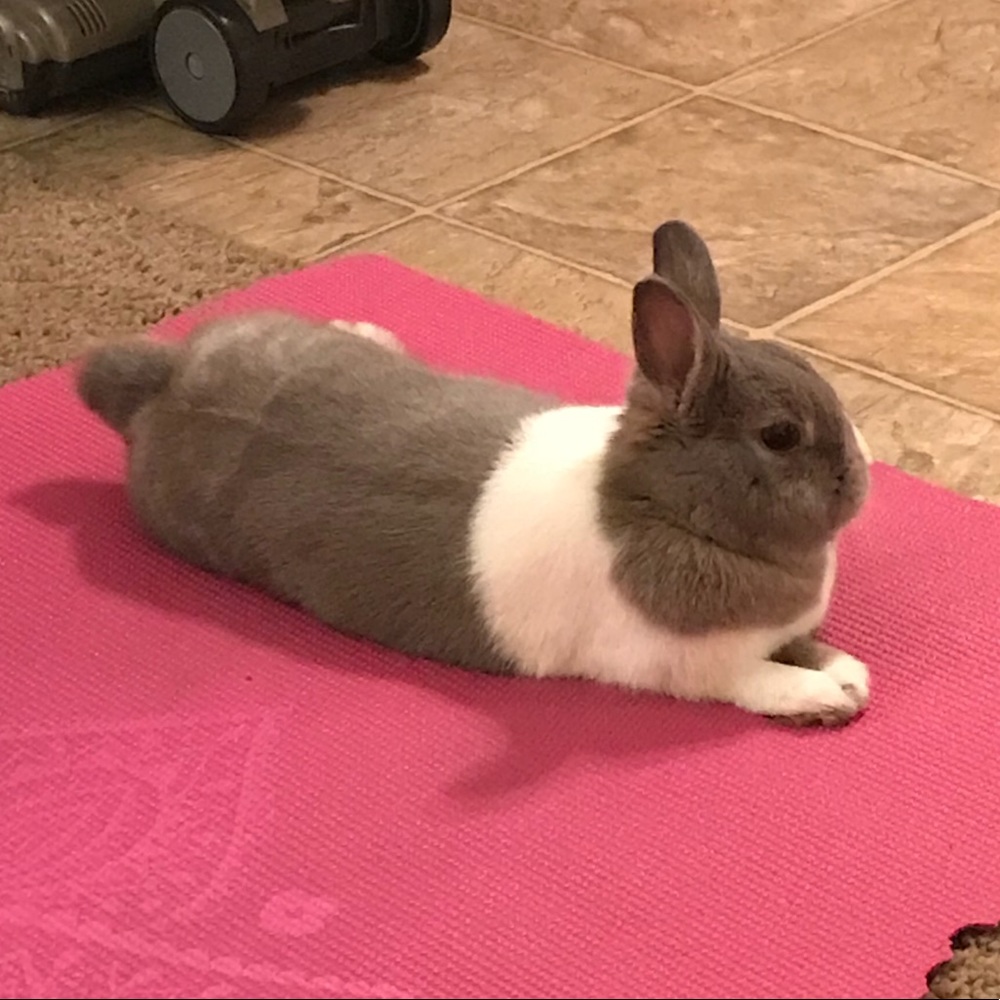 Meet your Posher, Elizabeth